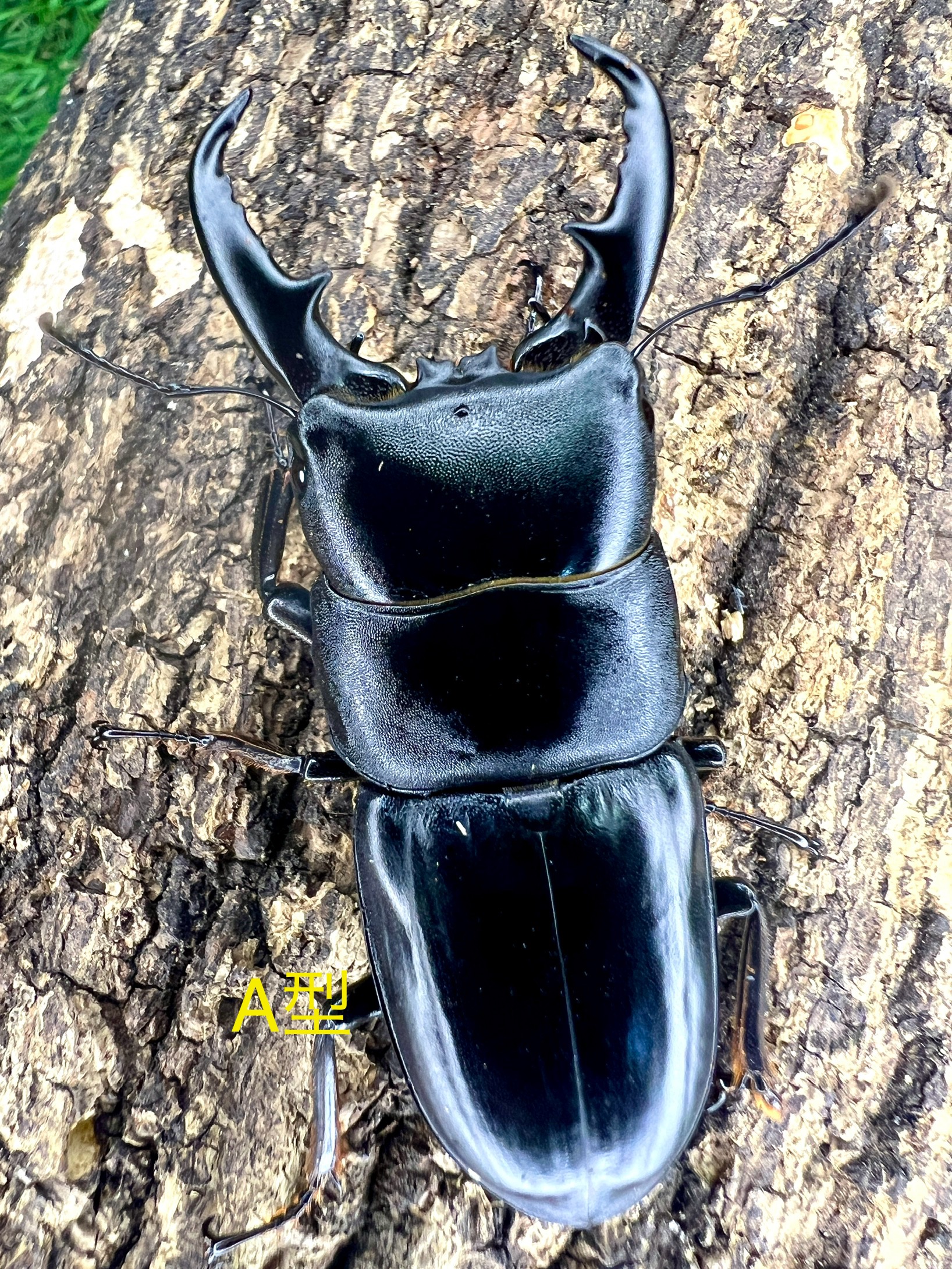 ハチジョウヒラタ - INNOCENT