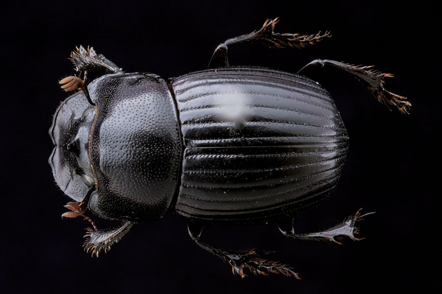 専用 標本 ダイコクコガネ 6頭 専用 標本 ダイコクコガネ 6頭