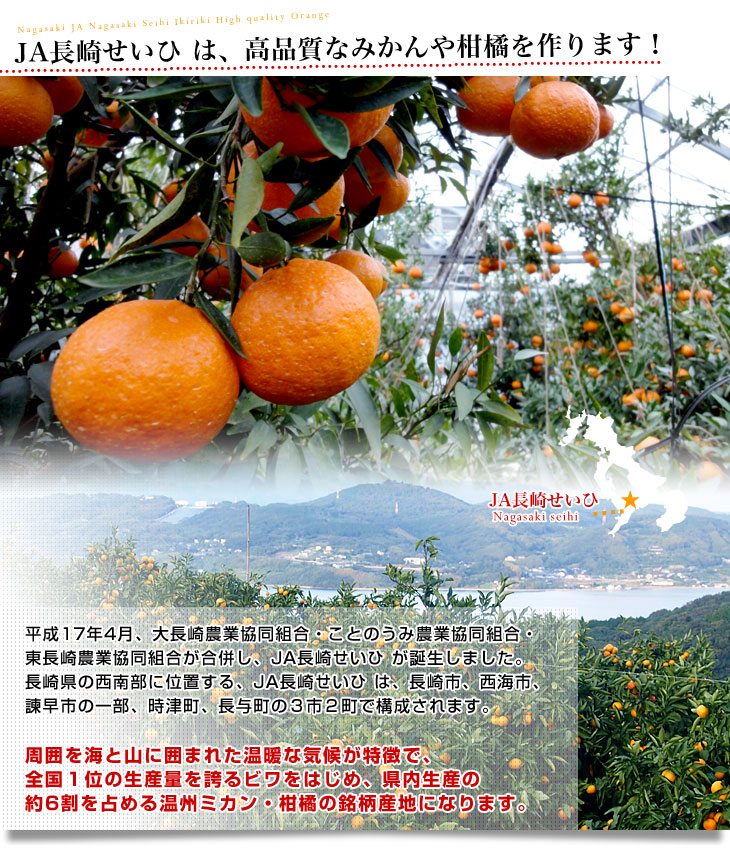 長崎県より産地直送 JA長崎せいひ 津之輝(つのかがやき) 3LからLサイズ