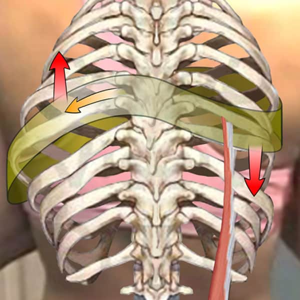 The Thorax - Learn with Diane Lee