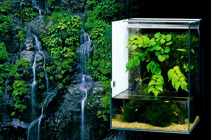 森の中の水辺を再現！「システムテラ30」で植物やメダカを楽しもう