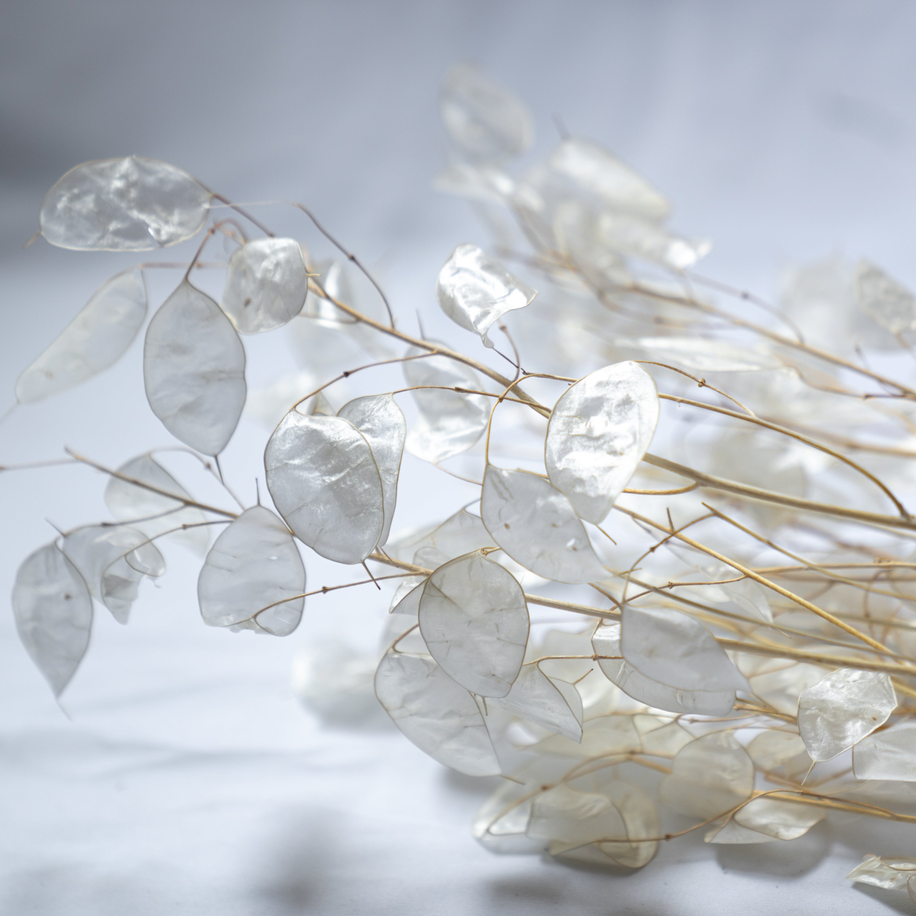 ルナリアのドライフラワー