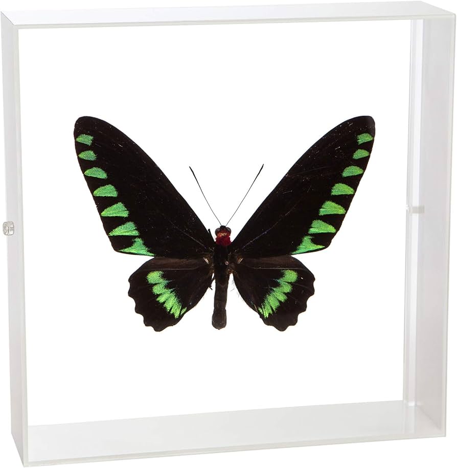 Amazon.co.jp: 蝶の標本 オオアカエリトリバネアゲハ T.trojana