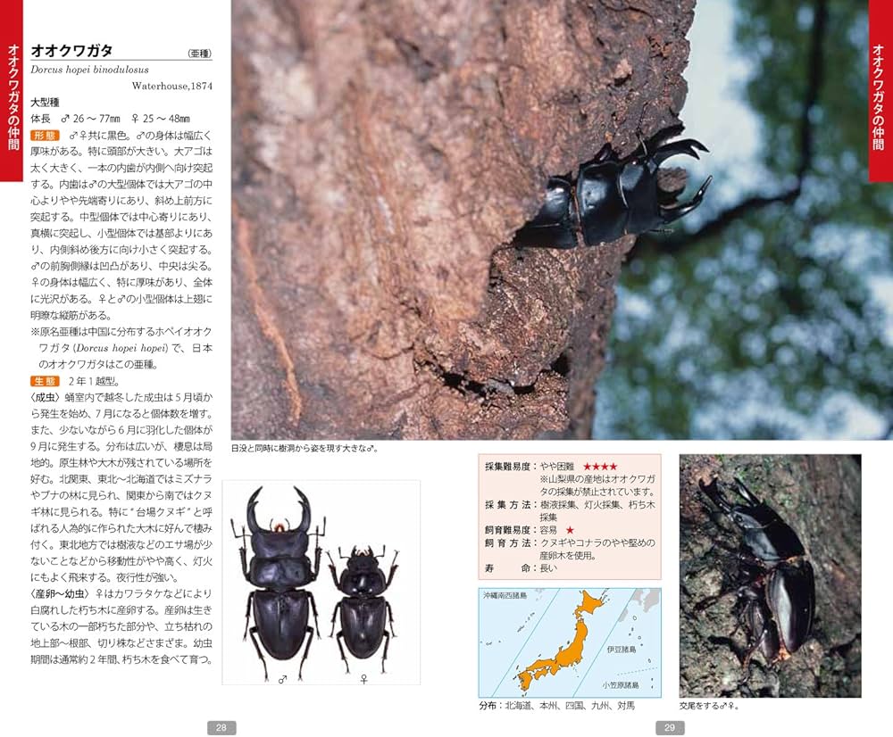 Amazon.co.jp: 日本のクワガタムシ・カブトムシ観察図鑑: 日本に棲息