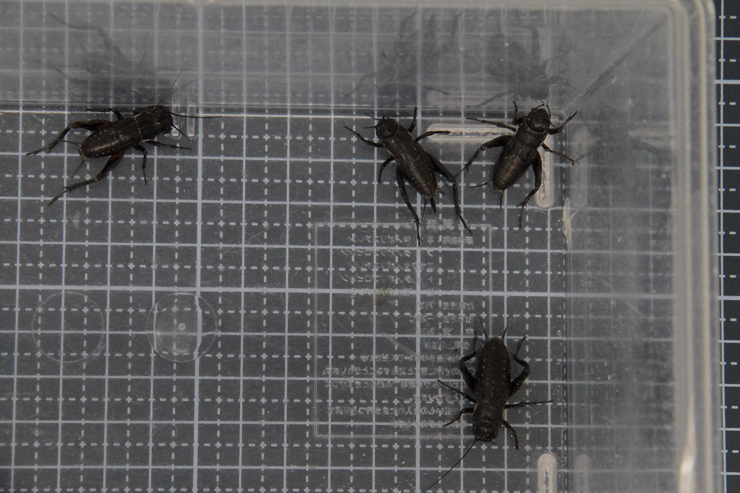 Amazon | (生き餌)クロコオロギ（フタホシコオロギ） Lサイズ (約2.5cm