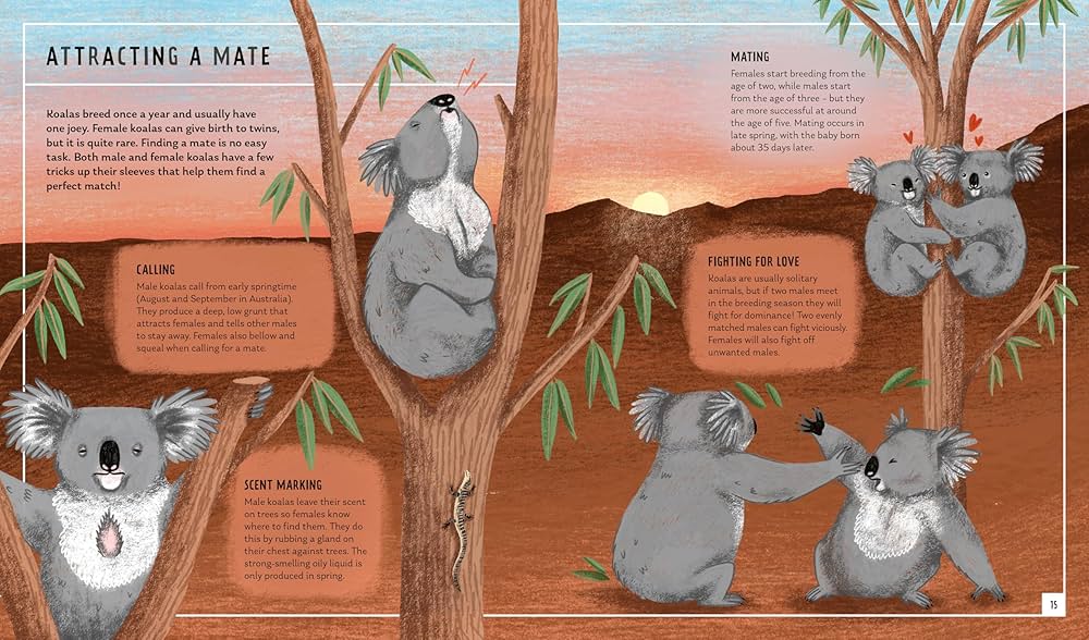 Koala (Young Zoologist): A First Field Guide to the Cuddly
