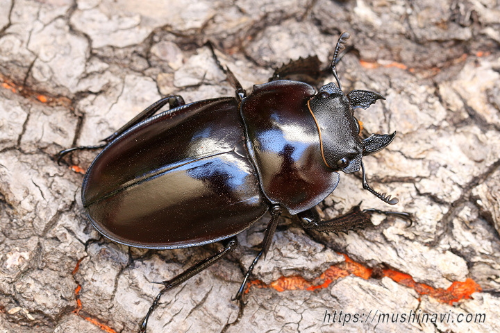 ヤエヤママルバネクワガタ飼育記録