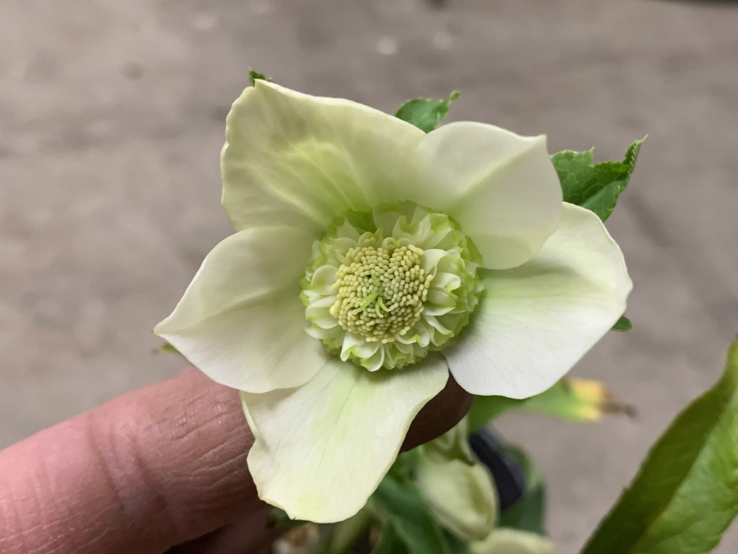 1F|クリスマスローズ追加(加藤農園 千重咲きモーリー!!) | オザキ