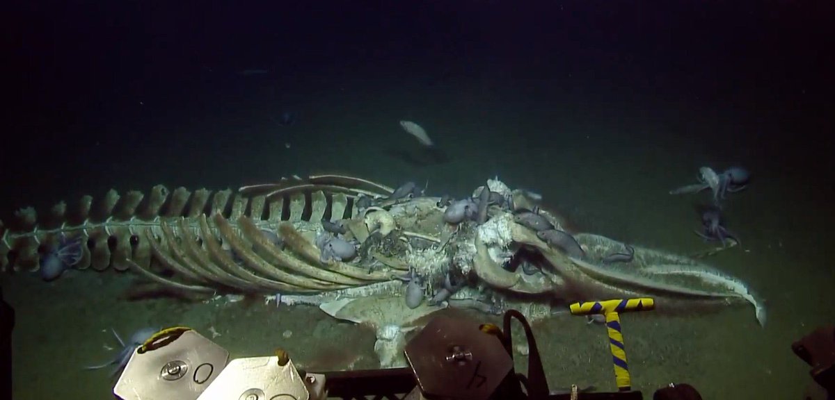 くじらの昇る海底2022 でテーマとしていた鯨骨生物群集が話題になっ