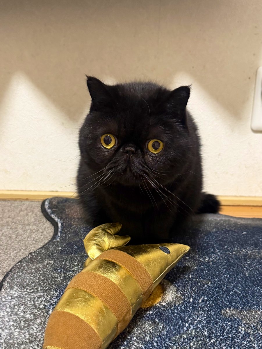 しぃちゃん (@shi_chan347) / Posts / X