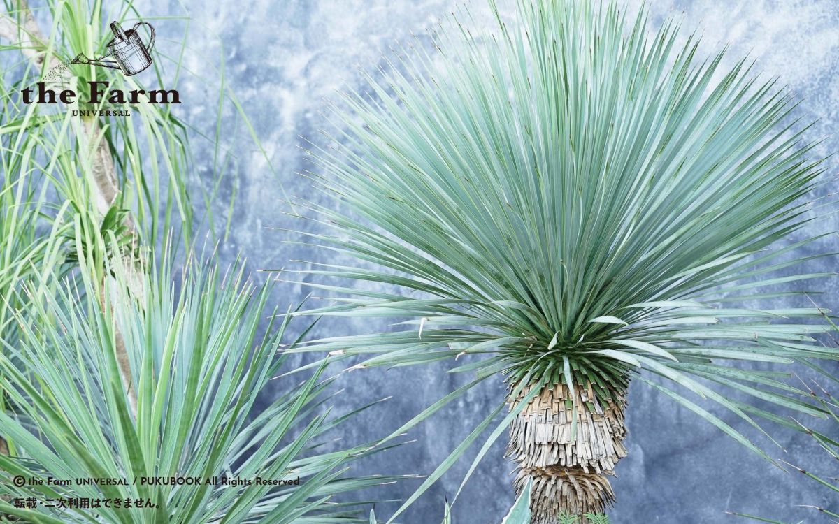 ユッカ ロストラータ24-563シルバーブルー ユッカ ロストラータ