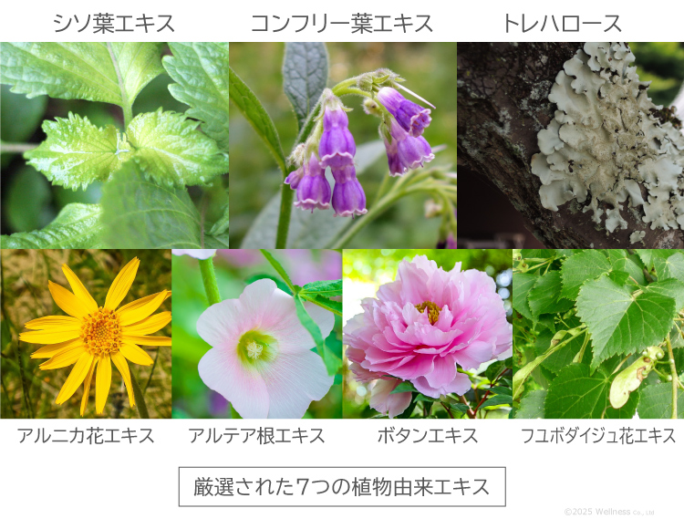 天然コラーゲンと7つの植物エキスの保湿ジェル「ピュアCEHジェル
