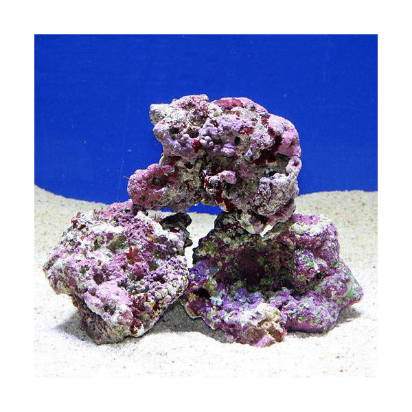 楽天市場】（海水魚）Bグレードライブロック 30cmキューブ水槽用