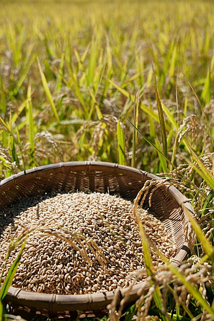 令和7年産 秋田県産あきたこまち30kg玄米 | 商品紹介 | いわき市のお米