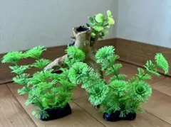 2026年最新】ブランチ 流木の人気アイテム - メルカリ