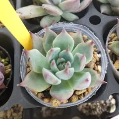 2026年最新】リンゼアナ 中里の人気アイテム - メルカリ