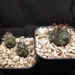 2026年最新】アロンソイの人気アイテム - メルカリ