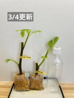 2026年最新】golden riversideの人気アイテム - メルカリ