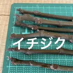 2026年最新】いちぢく穂木の人気アイテム - メルカリ