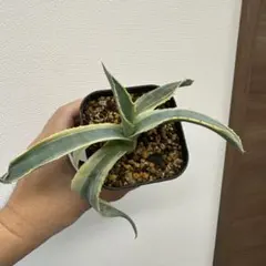 2026年最新】リップルエフェクトの人気アイテム - メルカリ