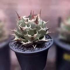 2026年最新】オアハカ 現地球の人気アイテム - メルカリ