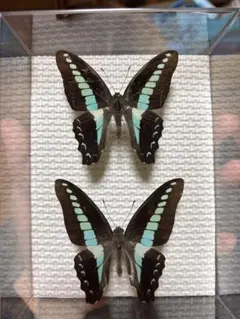 2026年最新】蝶の標本の人気アイテム - メルカリ