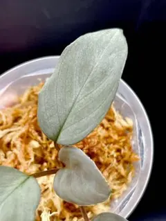 2026年最新】homalomenaの人気アイテム - メルカリ