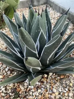 2026年最新】笹吹雪の人気アイテム - メルカリ