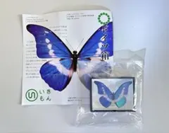 2026年最新】ヘレナモルフォの人気アイテム - メルカリ