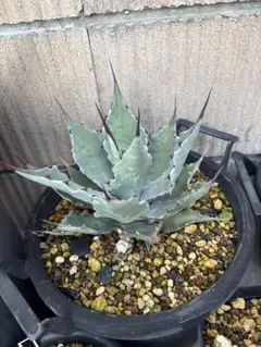 2026年最新】アガベ コロラータ ハイブリッドの人気アイテム - メルカリ