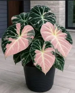 2026年最新】アロカシア 斑入り ピンクの人気アイテム - メルカリ