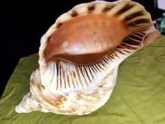 2026年最新】ホラ貝の人気アイテム - メルカリ