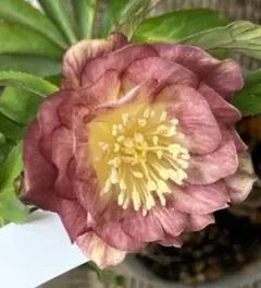 2026年最新】広瀬園芸の人気アイテム - メルカリ