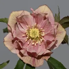 2026年最新】ソレイユ クリスマスローズの人気アイテム - メルカリ