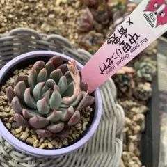 2026年最新】リンゼアナ 中里の人気アイテム - メルカリ