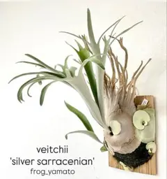 P.veitchii wild Australia OC 親株 群生 - メルカリ