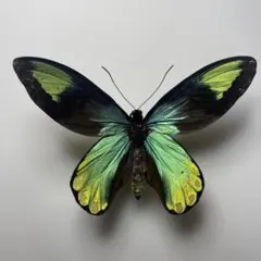 2026年最新】ビクトリアトリバネアゲハの人気アイテム - メルカリ