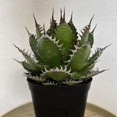 2026年最新】ホリダ 陽炎の人気アイテム - メルカリ