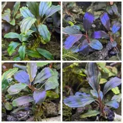 2026年最新】ブセファランドラspの人気アイテム - メルカリ