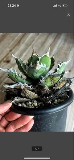 2026年最新】オアハカ 子株の人気アイテム - メルカリ