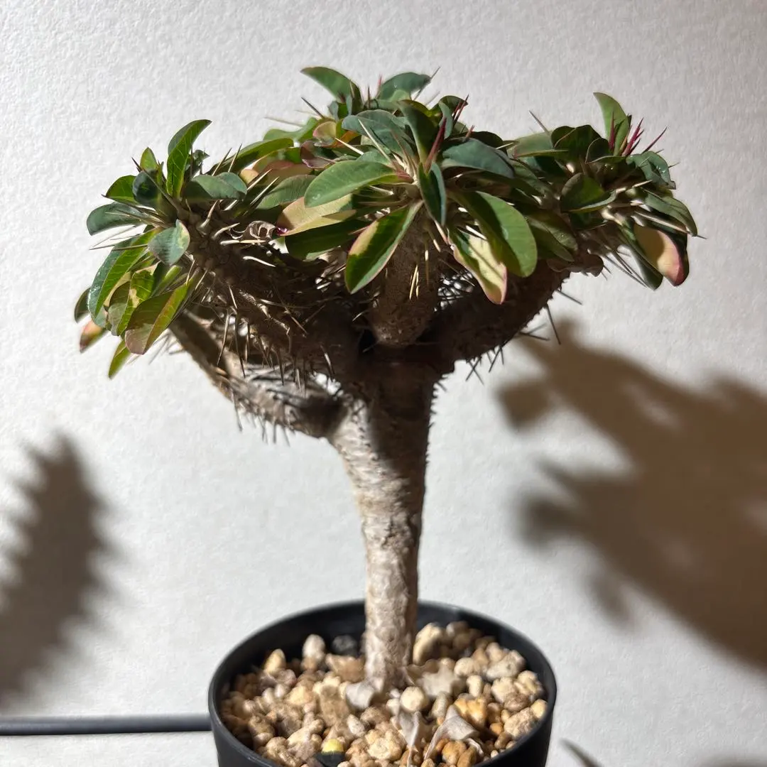 2026年最新】ギラウミニアナ 現地球の人気アイテム - メルカリ