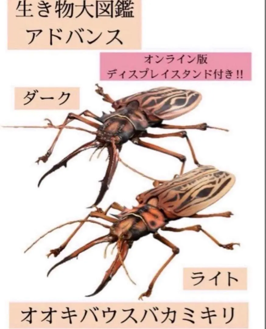 2026年最新】オオキバウスバカミキリ 標本の人気アイテム - メルカリ