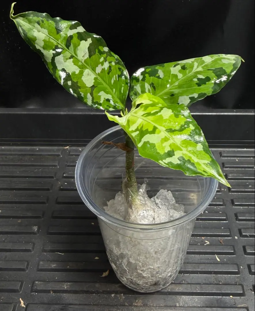 2026年最新】アンダマン アグラオネマの人気アイテム - メルカリ