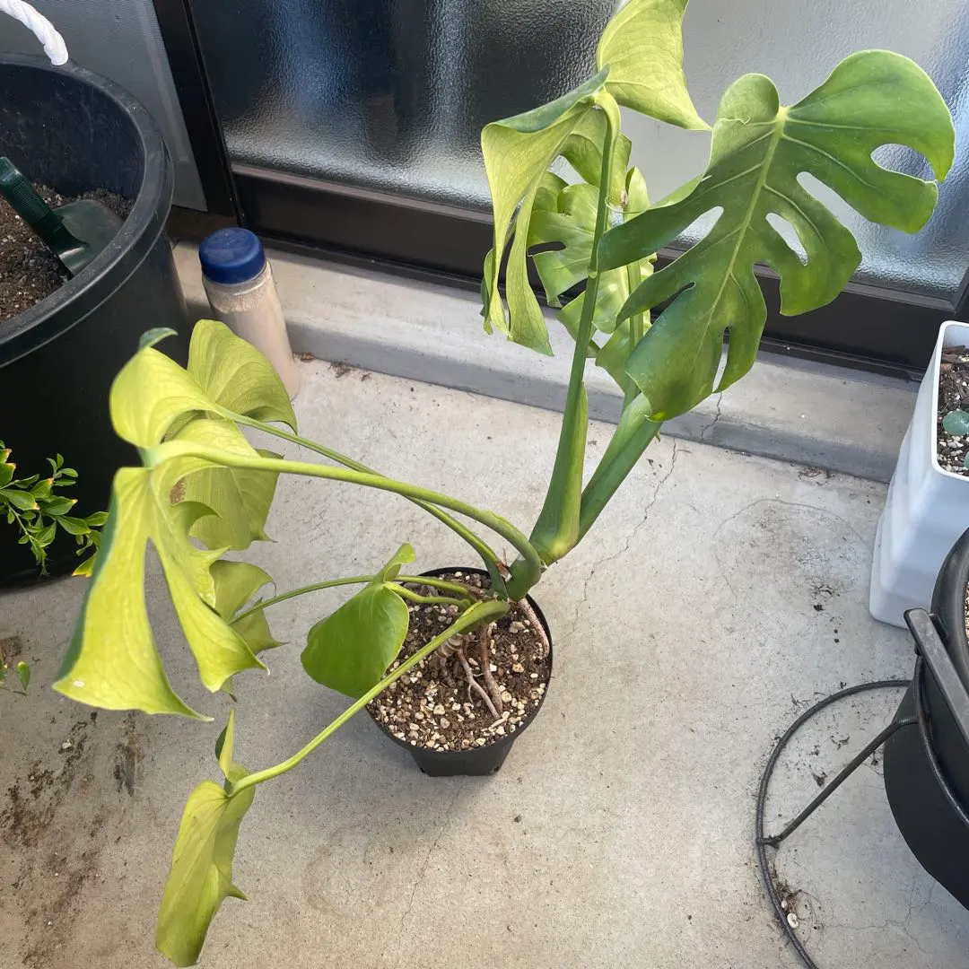 2026年最新】モンステラ根上がりの人気アイテム - メルカリ