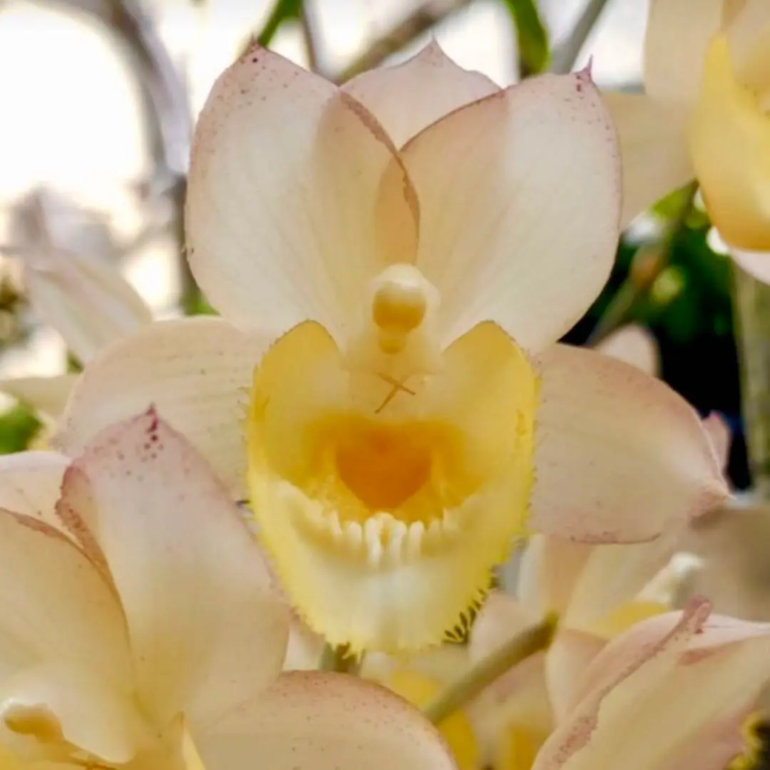 2026年最新】たけのこ蘭の人気アイテム - メルカリ