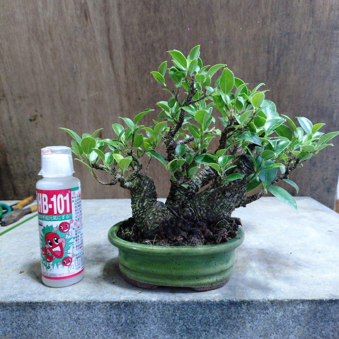 ガジュマル ガジュマル - HITOHACHI - ヒトハチ