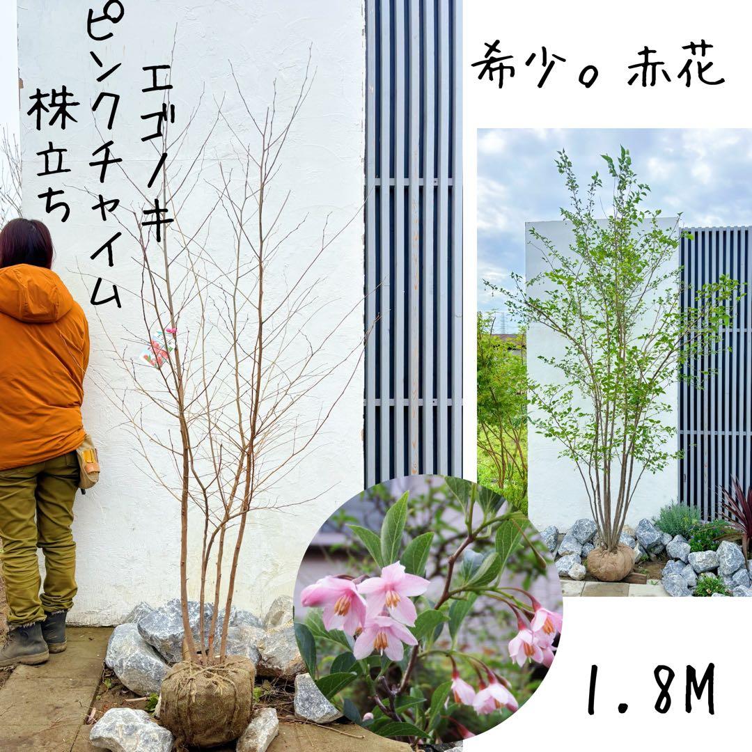 希少。赤花エゴノキピンクチャイム株立ち1.8M(鉢底から) 希少。赤花エゴノキピンクチャイム株立ち1.8M(鉢底から)品番B - メルカリ