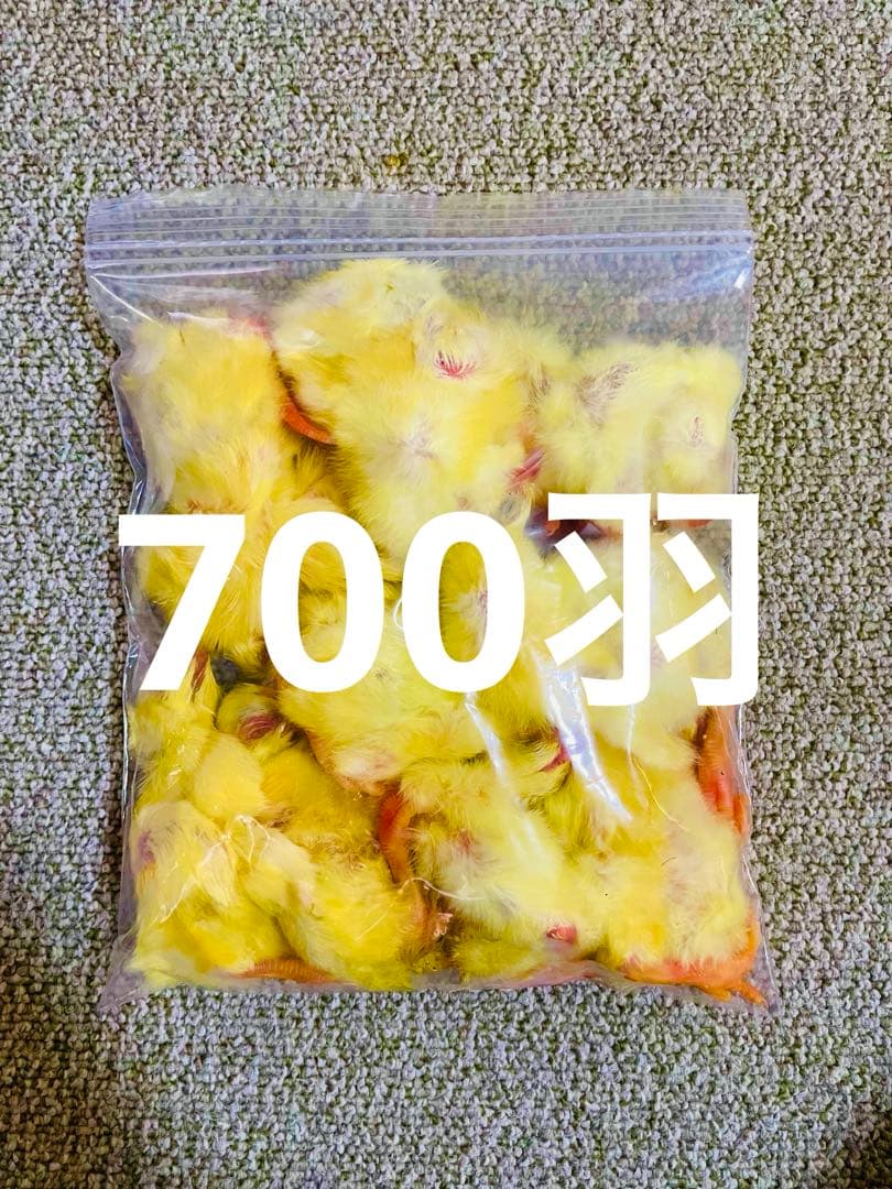 冷凍ひよこ700羽 2024-01-31-08-51-49-