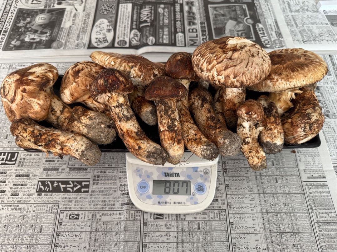 松茸　北海道　800g 訳あり　② 送料込 楽天市場】生松茸 訳あり＜開き方・大きさおまかせ＞ 天然まつたけ