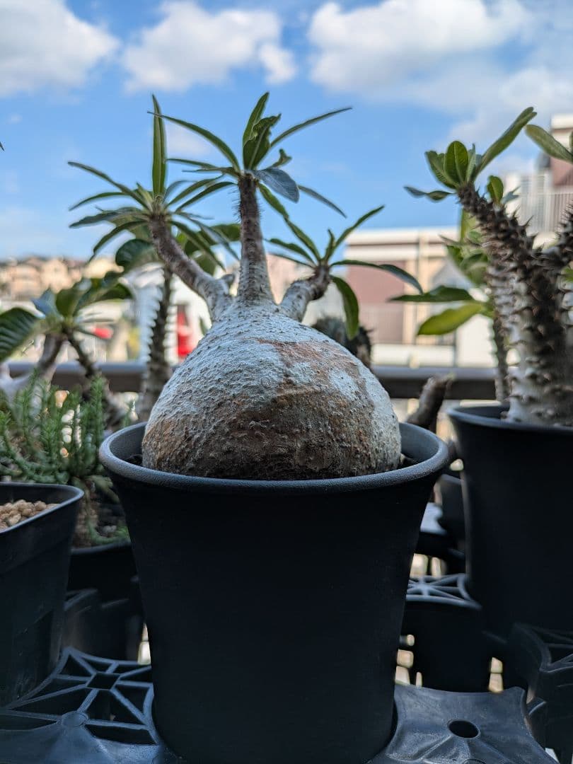 【アズレン】パキポディウム グラキリス 発根済み 塊根植物 パキポディウム グラキリス No.117 未発根 | mana's farm:塊根植物・ア